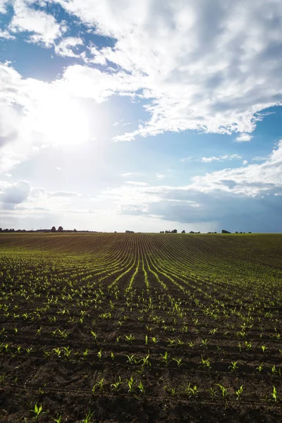 Mısırlı yeşil alan. Tomurcuklanmış genç bitkiler. Tarım endüstrisi. Güzel yaz kırsal manzarası.