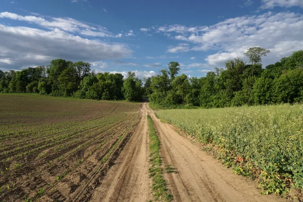 Mavi gökyüzüne karşı kolza tohumu ve mısır tarlası arasındaki köy yolu. Ekinlerin yetiştirilmesi. Güzel kırsal alan.