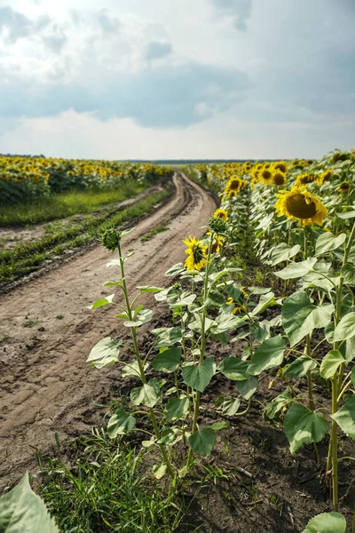 Road Field Blooming Sunflowers Beautiful Summer Landscape Background Blue Sky Stock Photo