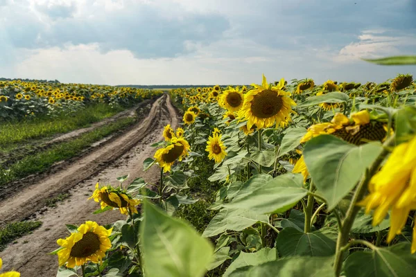 Camino Campo Girasoles Florecientes Hermoso Paisaje Verano Fondo Cielo Azul Imagen de stock