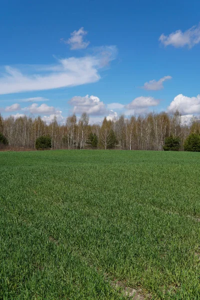 Campo Verde Trigo Jovem Céu Indústria Alimentação Fotografias De Stock Royalty-Free