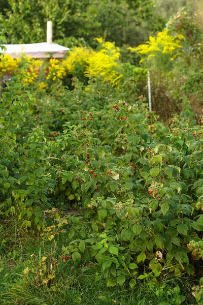 Reife Himbeersträucher Garten Süße Rote Beeren Sommer lizenzfreie Stockbilder