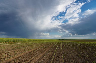 Mısırlı yeşil alan. Tomurcuklanmış genç bitkiler. Tarım endüstrisi. Güzel yaz kırsal manzarası.