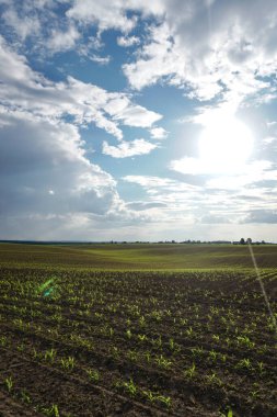 Mısırlı yeşil alan. Tomurcuklanmış genç bitkiler. Tarım endüstrisi. Güzel yaz kırsal manzarası.