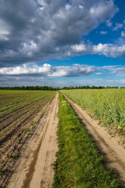 Mavi gökyüzüne karşı kolza tohumu ve mısır tarlası arasındaki köy yolu. Ekinlerin yetiştirilmesi. Güzel kırsal alan.