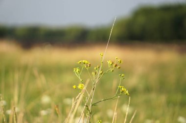 Yeşil-sarı çimenler tarlaya yakın. Yazın erken saatlerinde çayırda. Fotoğraf arkaplanı