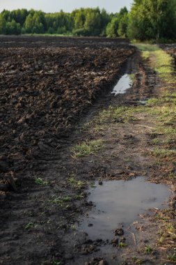 Tarladan geçen köy yolu. Tarım ve gıda endüstrisi. Fotoğraf arkaplanı