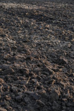 Ekmek için tarla sürdüm. Tahıl, baklagil ve itüzümü ekmeden önce toprağı hazırlama süreci. Çiftçilik ve gıda endüstrisi