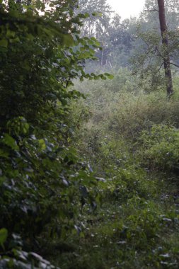 Ormanda yeşil ağaçlar. Doğa ve kırsal alan. Fotoğraf arkaplanı