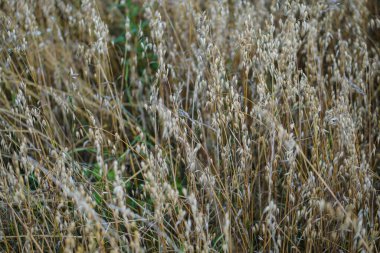 Sahada yetişen olgun yulaf başakları. Hasat zamanı