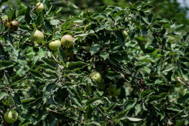 Dala yakın bir yerde yeşil küçük elmalar. Bahçede olgunlaşmamış meyve. Fotoğraf arkaplanı