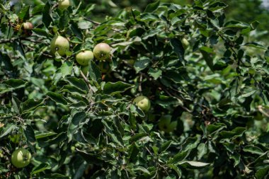 Dala yakın bir yerde yeşil küçük elmalar. Bahçede olgunlaşmamış meyve. Fotoğraf arkaplanı