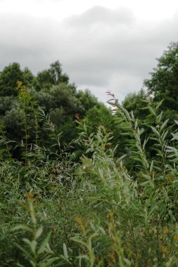 Yeşil söğüt dalları yakın plan. Yazın güzel doğa