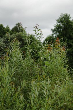 Yeşil söğüt dalları yakın plan. Yazın güzel doğa