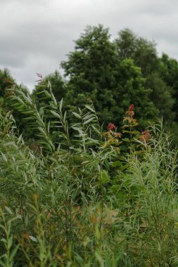 Yeşil söğüt dalları yakın plan. Yazın güzel doğa