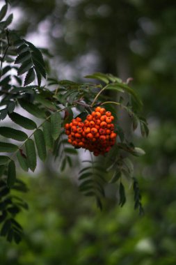 Kırmızı sulu viburum üzümleri yakın plan bir dalda. Stok fotoğraf arkaplanı