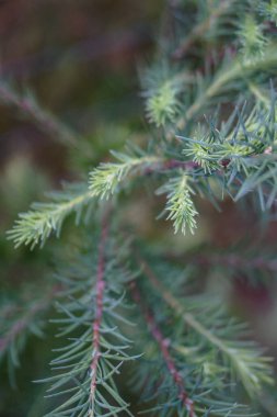 Karaçam dalları yakın çekimde. Kozalaklı genç ağaç ormanda yetişiyor.