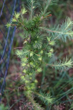 Karaçam dalları yakın çekimde. Kozalaklı genç ağaç ormanda yetişiyor.