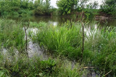 Taze yeşil çimenler kapanıyor. Yaz sabahının erken saatlerinde nehrin yakınındaki çayırda
