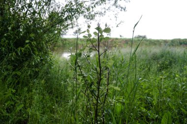 Gökyüzüne karşı güzel yeşil bir ağaç. Doğa ve kırsal alan. Fotoğraf arkaplanı