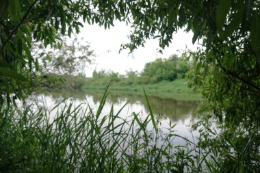 Güneşin son ışınlarıyla akşam manzarası. Yazın sabah nehir kenarında. Güzel doğa, tasarım için fotoğraf