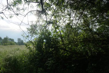 Gökyüzüne ve güneş ışınlarına karşı güzel yeşil bir ağaç. Doğa ve kırsal alan. Fotoğraf arkaplanı