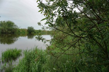 Güneşin son ışınlarıyla akşam manzarası. Yazın sabah nehir kenarında. Güzel doğa, tasarım için fotoğraf