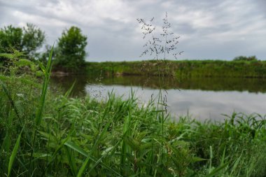 Güneşin son ışınlarıyla akşam manzarası. Yazın sabah nehir kenarında. Güzel doğa, tasarım için fotoğraf