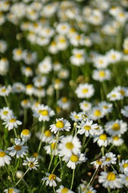 Çiçeklerle süslenmiş kır papatyaları..
