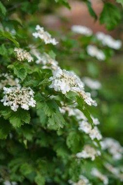 Çiçek açan spirea dalları. Yeşil arka planda beyaz güzel çiçekler