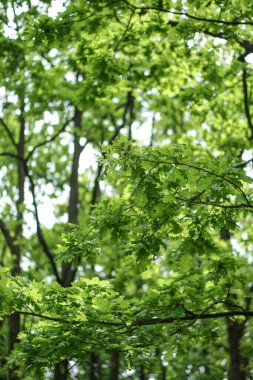 Yeşil meşe yapraklarının arka planı. Ormandaki ağaçlar