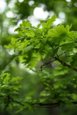 Yeşil meşe yapraklarının arka planı. Ormandaki ağaçlar