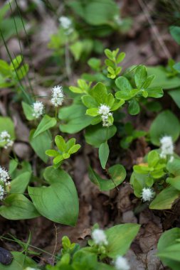 Yaz ormanında yeşillik ve çiçekler.
