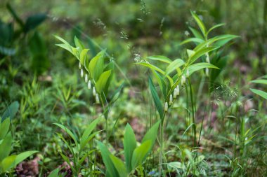 Yaz ormanında yeşillik ve çiçekler.