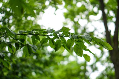 Yeşil şube yakın çekim.
