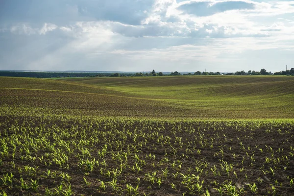 Grünes Feld Mit Mais Reihen Junger Gekeimter Pflanzen Die Agrarindustrie — Stockfoto