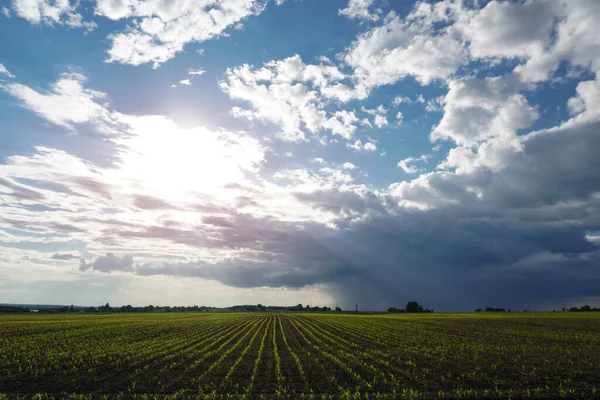 Зеленое Поле Кукурузой Ряды Молодых Прорастающих Растений Сельскохозяйственная Промышленность Прекрасный — стоковое фото