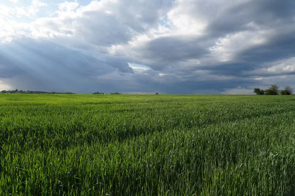 Зеленое Пшеничное Поле Голубое Облачное Небо Сельскохозяйственная Промышленность Красивый Сельский — стоковое фото