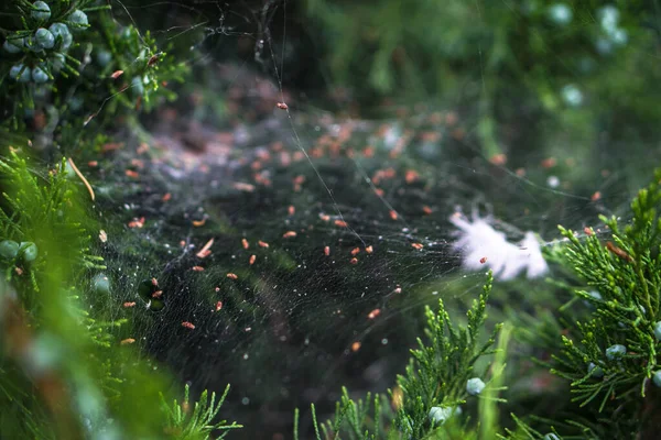 Spinnweben Aus Nächster Nähe Auf Einem Ast — Stockfoto