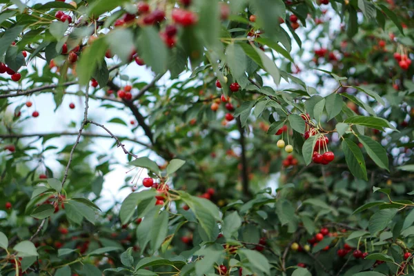 Cereza Jardín Frutas Maduras Rojas Árbol —  Fotos de Stock