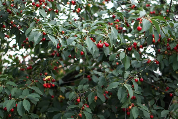 Cereza Jardín Frutas Maduras Rojas Árbol —  Fotos de Stock