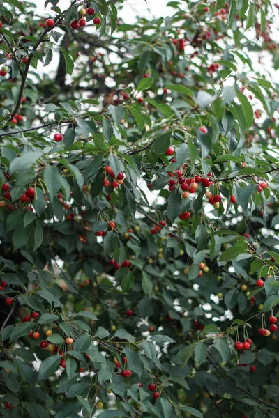 Cereza Jardín Frutas Maduras Rojas Árbol —  Fotos de Stock