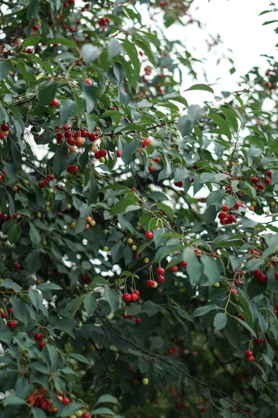 Cereza Jardín Frutas Maduras Rojas Árbol —  Fotos de Stock