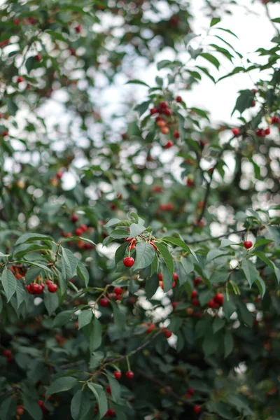 Cherry Garden Ripe Red Fruits Tree — Stock Photo, Image