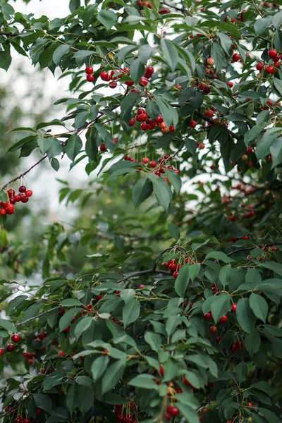 庭の桜 木の上の熟した赤い果実 — ストック写真
