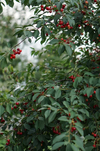 Cerise Dans Jardin Fruits Rouges Mûrs Sur Arbre — Photo