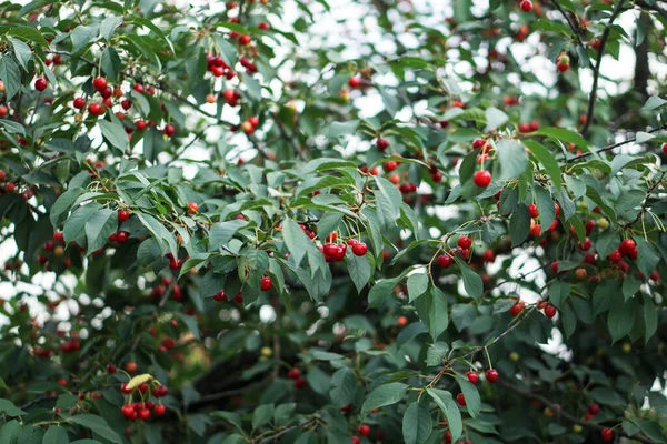 Cerise Dans Jardin Fruits Rouges Mûrs Sur Arbre — Photo