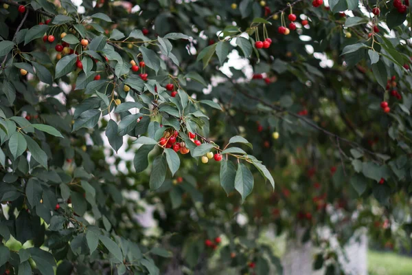Cherry Garden Ripe Red Fruits Tree — Stock Photo, Image