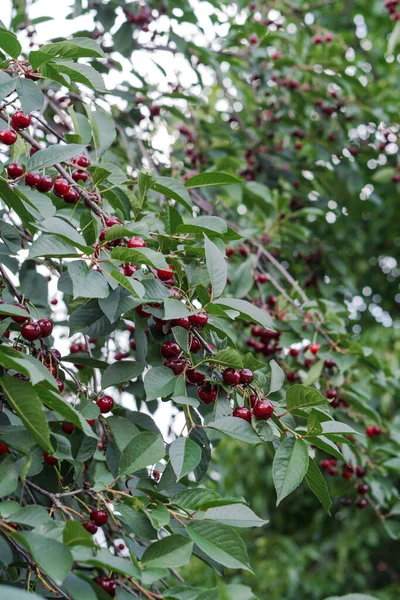 Cherry Garden Ripe Red Fruits Organic Tree — Stock Photo, Image