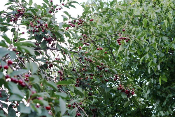 Cherry Garden Ripe Red Fruits Organic Tree — Stock Photo, Image